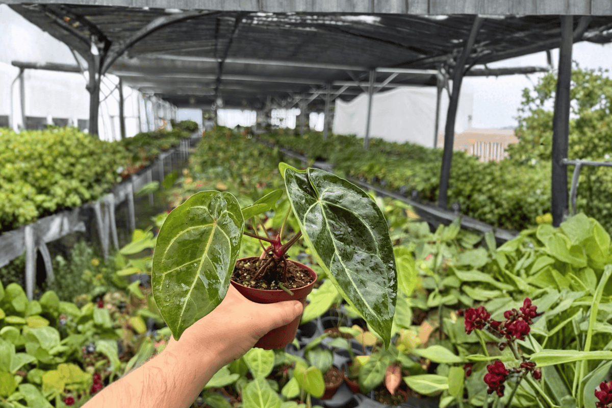 Anthurium Crystal × Papi Golden Live Plants (2) – 4-Inch Bare Root