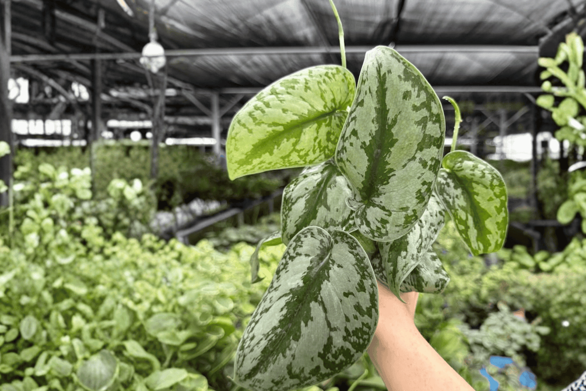 Scindapsus Pictus Exotica 2 Live Plants in 4-Inch Pots