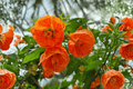 Abutilon Lucky Lantern Tangerine Flowering Maple – 4-Inch Pot, 1 Live Plant