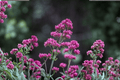 Jupiter's Beard Valerian Centranthus ruber - 1 Live Plant in 4-Inch Pot