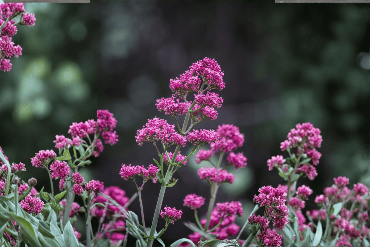 Jupiter's Beard Valerian Centranthus ruber - 1 Live Plant in 4-Inch Pot