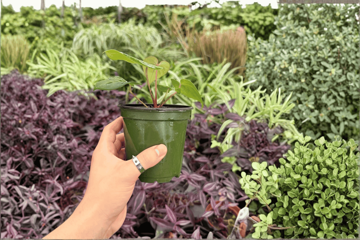 Anthurium Papi Red Sinus x K.O.S. - 2 Exact 4-Inch Live Plants (Bare-Root)