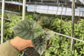 Alocasia Nebula Imperialis Starter Plants (2) | 2-Inch Pots