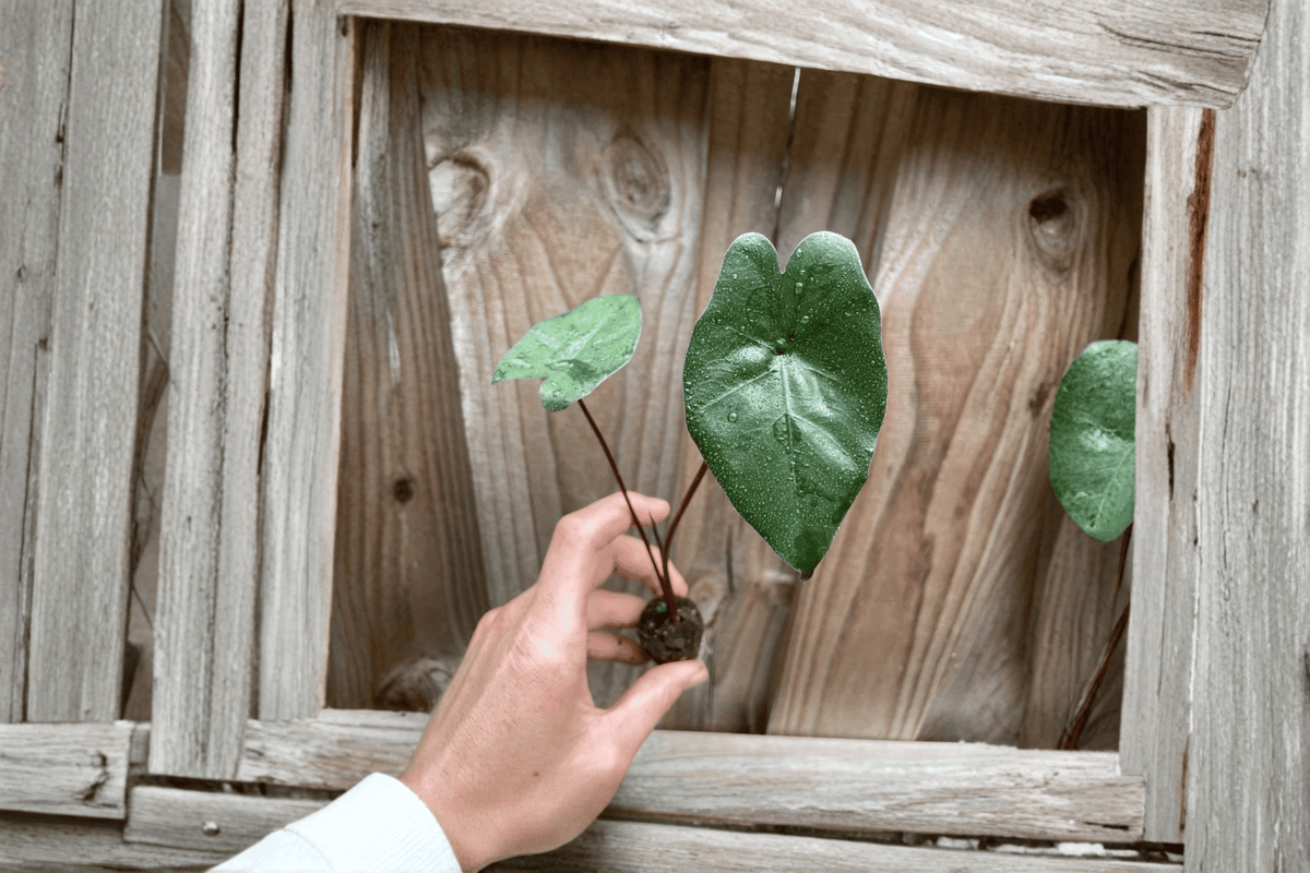 Alocasia Plumbae Metallica Starter Plants (2) – Bare Root
