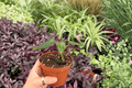 Anthurium FS x Blue Papi - 2 Exact Plants, 4" Pot (Fort Sherman x Blue Papi)