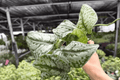 Scindapsus Exotica (Pictus 'Exotica') - 2 Live Plants in 4-Inch Pots