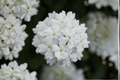 Vanessa White Garden Verbena Live Plant in 4-Inch Pot | Verbena × hortensis 'Vanessa White'