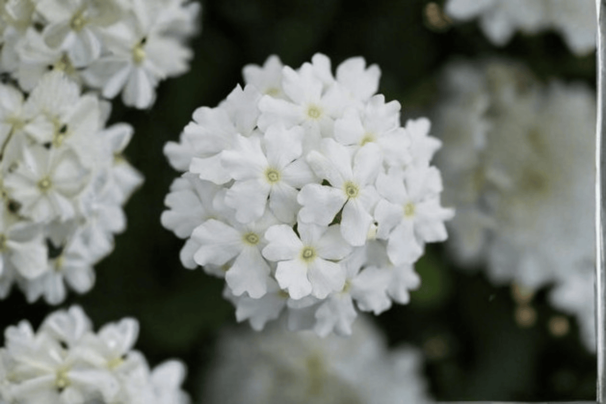 Vanessa White Garden Verbena Live Plant in 4-Inch Pot | Verbena × hortensis 'Vanessa White'