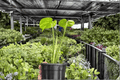 Monstera Thai Constellation Live Plants - 2x 4-Inch Pots (Thai Constellation Monstera deliciosa)