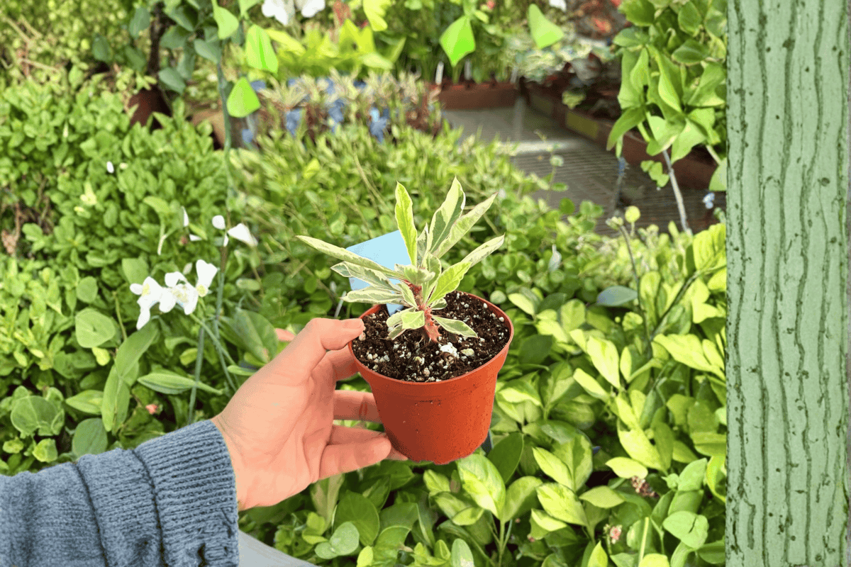 Variegated Crown of Thorns 2 Live Plants in 4-Inch Pots | Euphorbia milii