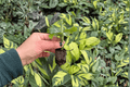 Calathea Orbifolia (Goeppertia orbifolia) - 2 Live Starter Plants | Soil Pod