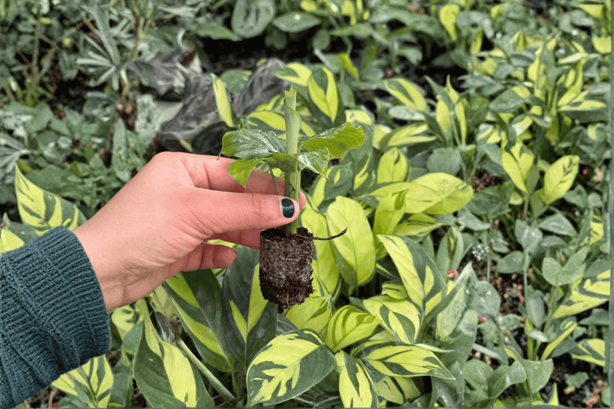 Calathea Orbifolia (Goeppertia orbifolia) - 2 Live Starter Plants | Soil Pod