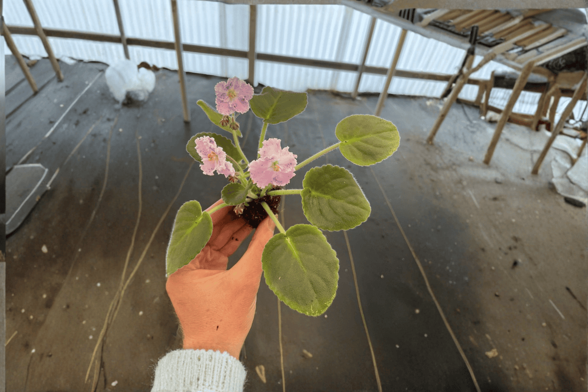 Amour Elite African Violet Starter Plants (2) | Streptocarpus ionanthus 'Amour Elite'