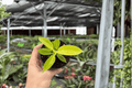 Philodendron Imperial Golden—2 Live Starter Plants, 2-Inch Nursery Size, Bare Root