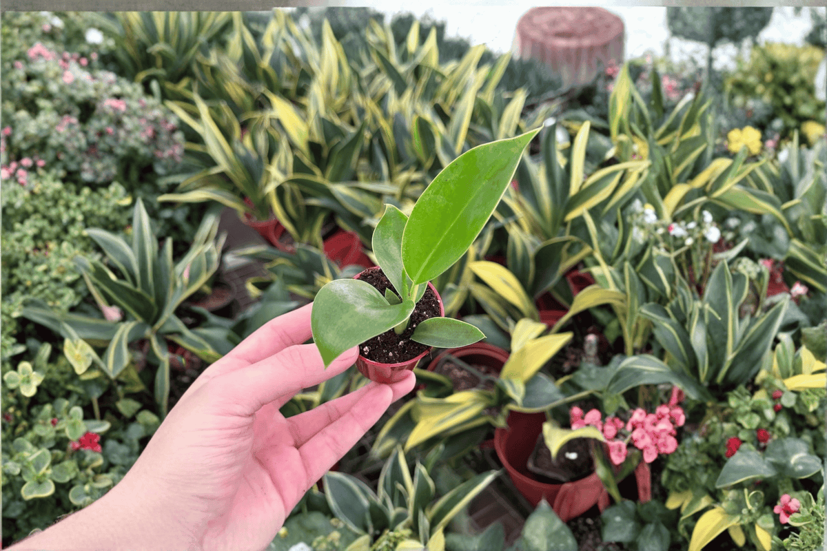Philodendron Thai Congo Starter Live Plants (2) – Bare Root, Fully Established Roots