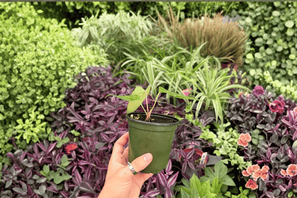 Anthurium Subsignatum x Regale Hybrid - 2 Potted 4-Inch Live Plants