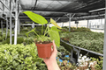 Anthurium Crystal x Papi Golden - 2 Live 4-Inch Pot Plants (Exact Plants)