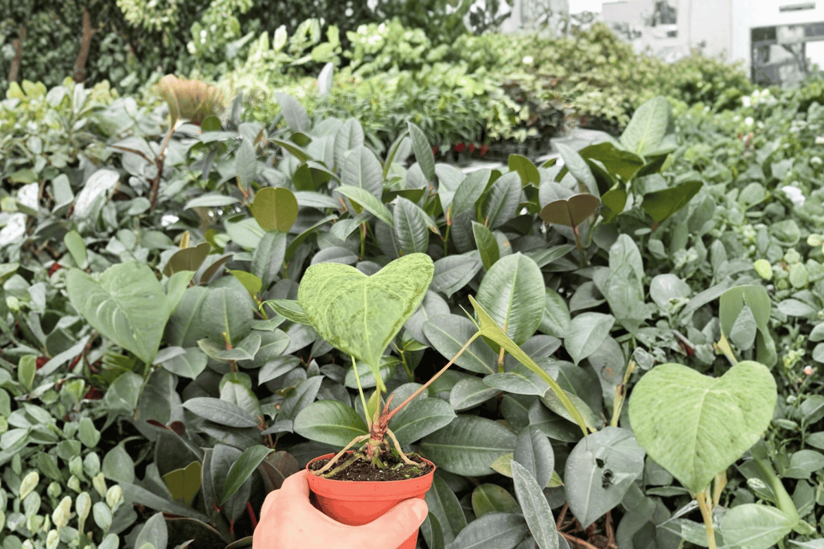 Anthurium Xone × Dressleri - 2 Bare Root Live Plants, 4-Inch Pot Size