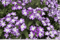 Hurricane Blue Verbena Live Plant - 4-Inch Pot (Verbena hybrid 'Hurricane Blue')