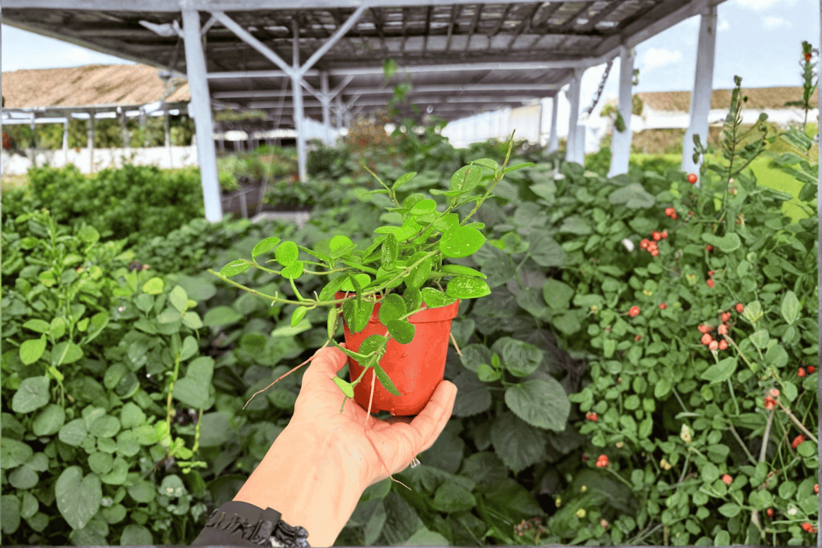 Hoya Mathilde Splash - 2 Exact Live Plants in 4-Inch Pots