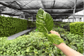 Variegated Rhaphidophora puberula Starter Plants - 2 Live Plugs