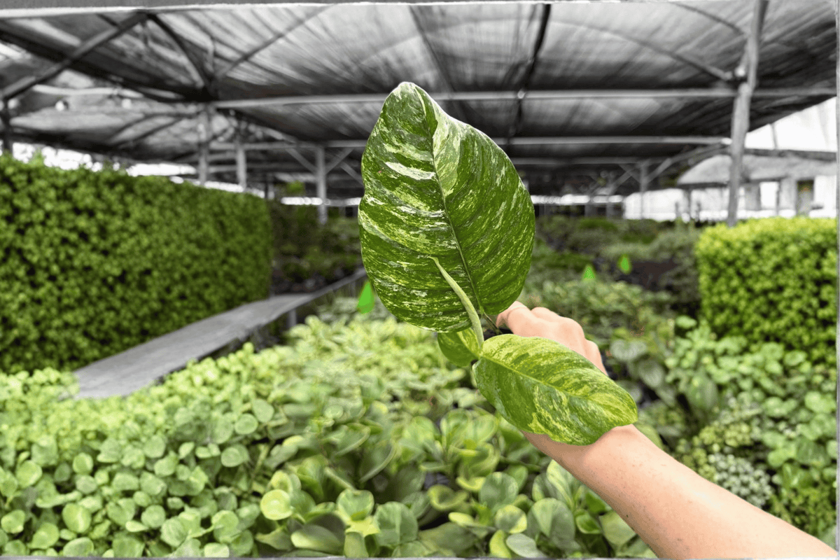 Variegated Rhaphidophora puberula Starter Plants - 2 Live Plugs