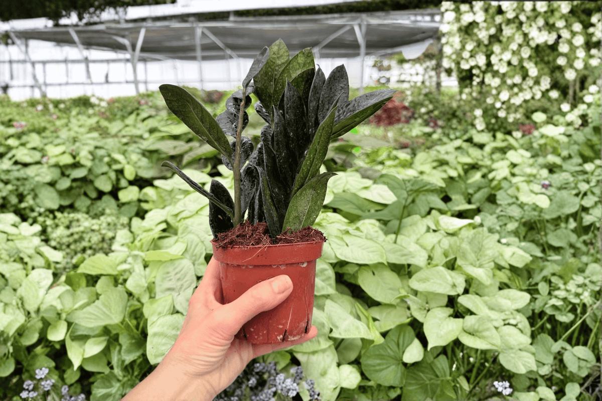 ZZ Black Queen 2 Live Plants in 4-Inch Pots | Zamioculcas zamiifolia 'Black Queen'