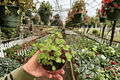 Variegated Peperomia Meridana - 2 Live Plants in 4-Inch Pot (Fully Established Roots)