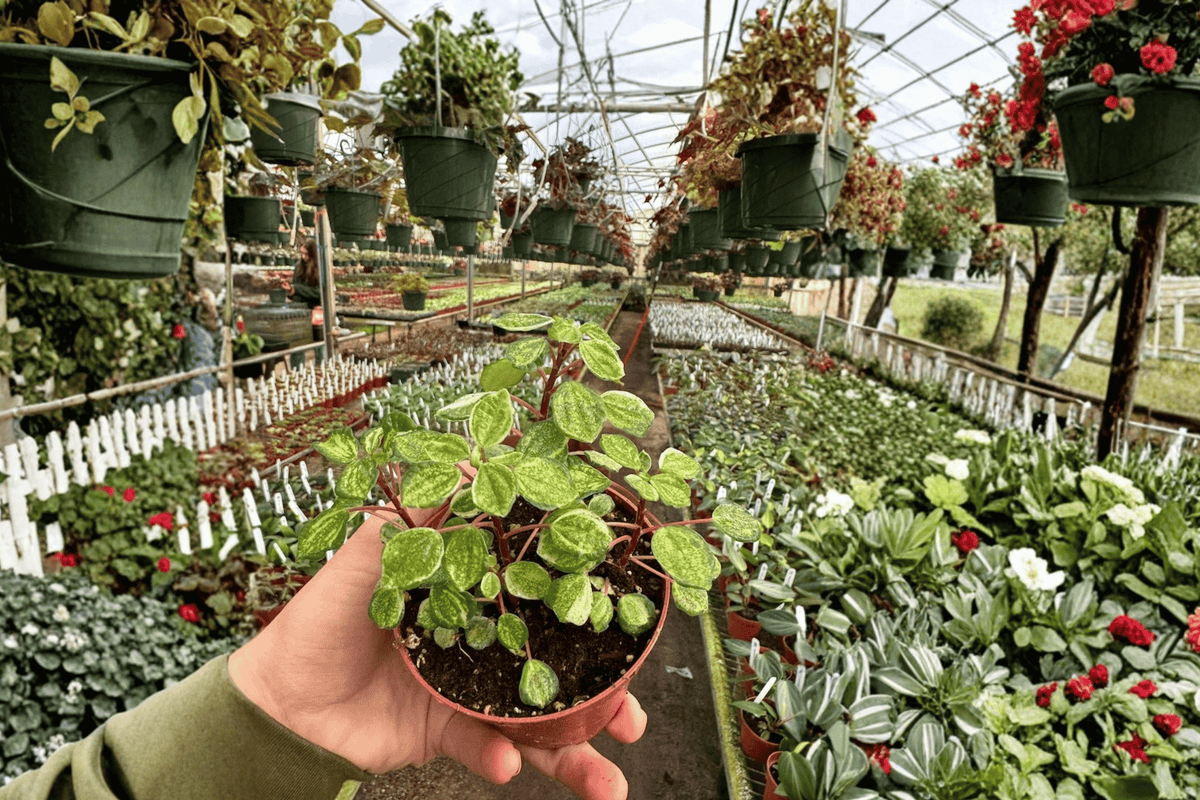 Variegated Peperomia Meridana - 2 Live Plants in 4-Inch Pot (Fully Established Roots)