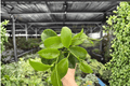 Hoya Quinquenervia - 2 Live Plants in 4-Inch Pots (Exact Plants)