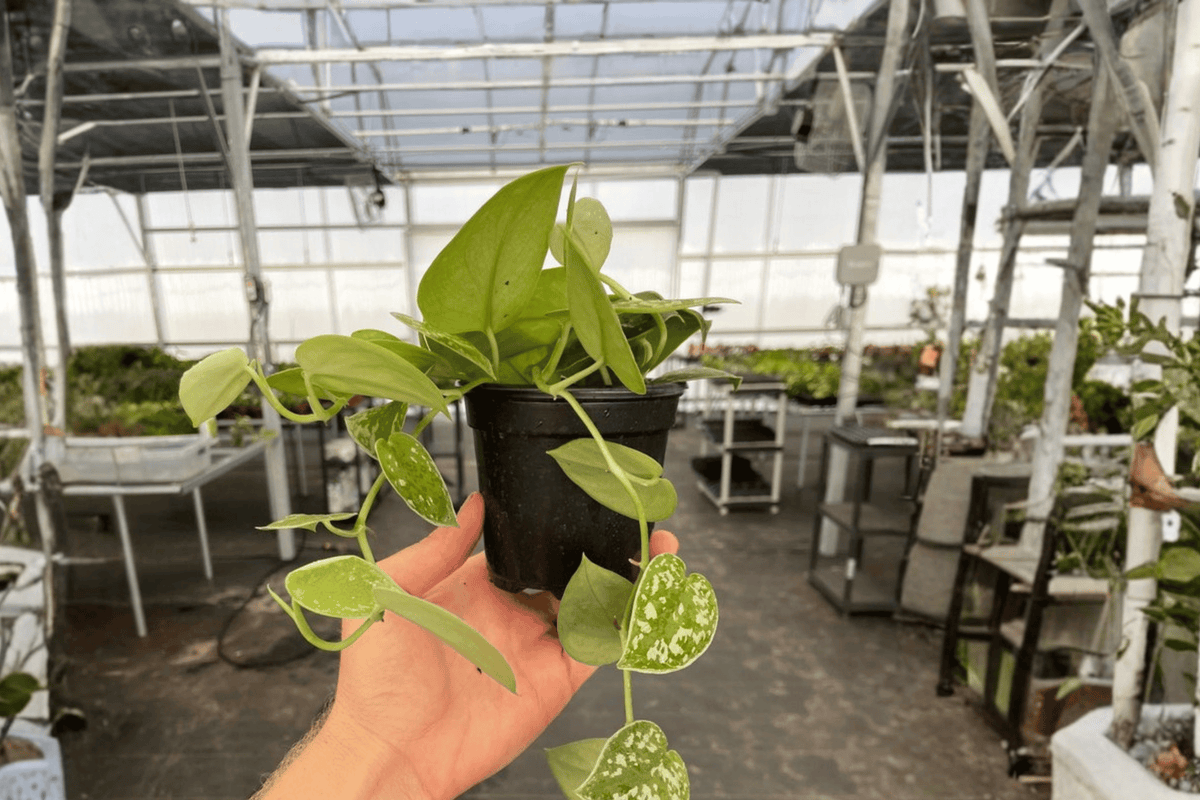 Scindapsus Exotica (Scindapsus pictus ‘Exotica’) – Bare Root Starter Plant, 4-Inch Cultivation Size