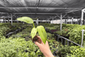 Philodendron Jose Buono Starter Plants (2) - Plug Form
