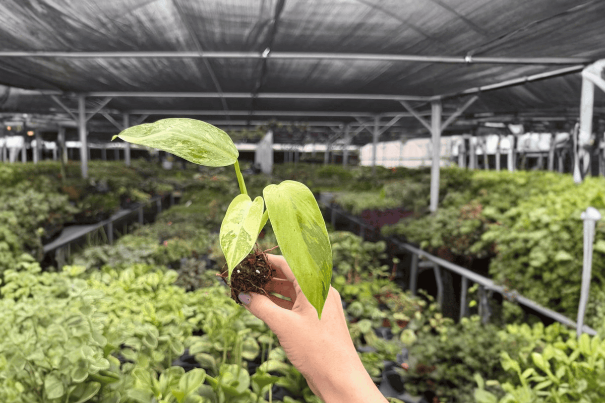 Philodendron Jose Buono Starter Plants (2) - Plug Form