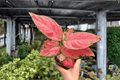 Aglaonema Super Pink - 2 Live Plants in 4-Inch Pots (Potted)