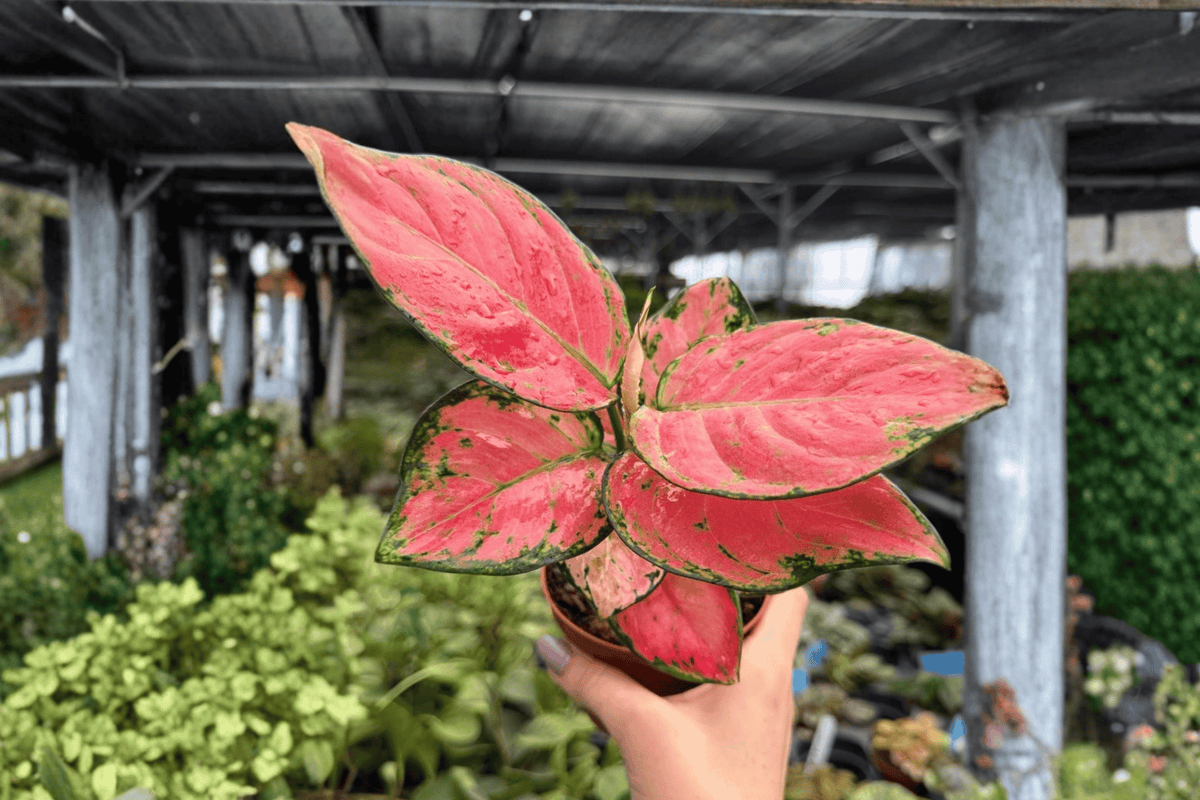 Aglaonema Super Pink - 2 Live Plants in 4-Inch Pots (Potted)