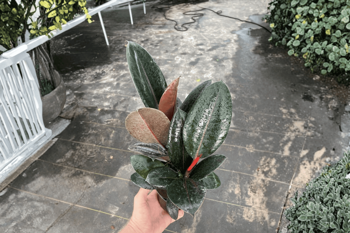 Ficus Burgundy (2 Live Plants in 4" Pots) - Burgundy Rubber Plant