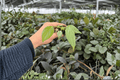Philodendron Dean McDowell Starter Plants (2-Plug) - Not Fully Rooted