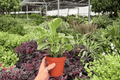 Variegated Peperomia Obtusifolia - 2 Live Plants in 4-Inch Pots