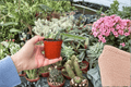 Edgar's Baby Dragon Fruit Starter Plants - 2-Inch Pots (2 Live) Selenicereus