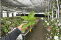 Jennie Lynn Hibiscus Starter Plants (2) | Hibiscus rosa-sinensis Bare Root, 2-Inch Pots, No Blooms