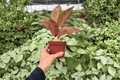 Aglaonema Red Legacy - 2 Live Plants in 4-Inch Pots
