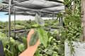 Alocasia Silver Wings Starter Plants | Scalprum × Silver Dragon Hybrid, 2 Live Starter Plants