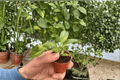 Variegated Burle Marx Philodendron (Philodendron burle-marxii) Starter Plants - 2-Pack