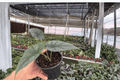 Alocasia Silver Wings Hybrid Live Plant (Scalprum × Silver Dragon) – 4-Inch Bare Root Starter