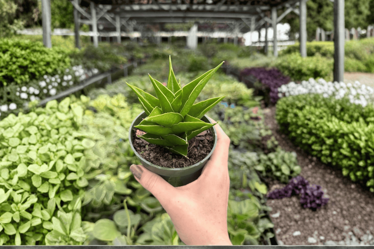 Sansevieria Jewel Crown - 2 Live Plants in 4" Pots (Exact Plants Shipped)