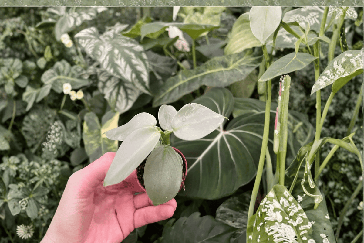 Philodendron Silver Sword Starter Plants (Philodendron hastatum) - 2 Live Plants Bare Root