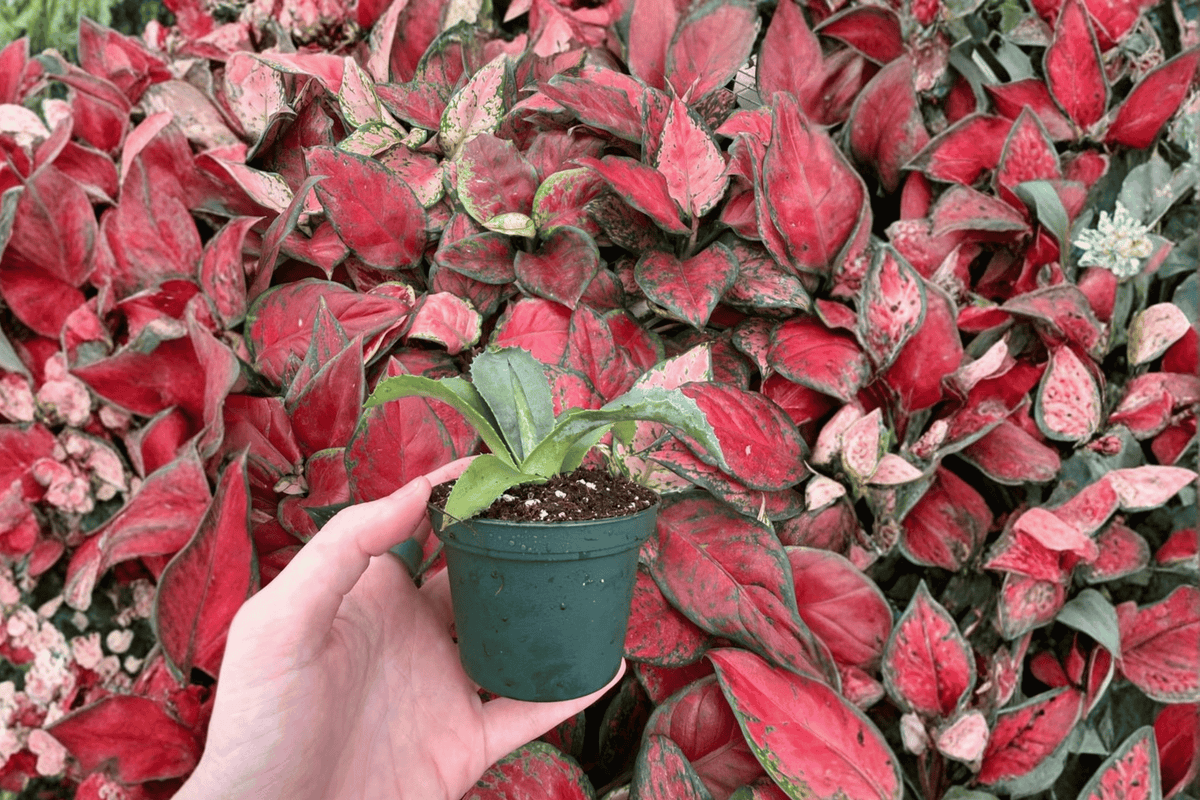 Agave Mr. Ripple Starter Plants (2-Pack) – Bare Root, 2-Inch Starter Size