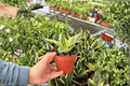 Sansevieria Golden Hahnii 2 Live Plants in 4-Inch Pots | Dracaena trifasciata