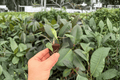 Alocasia Metallic Blue 2 Live Starter Plants - Alocasia 'Metallic Blue' (Soil Pod)