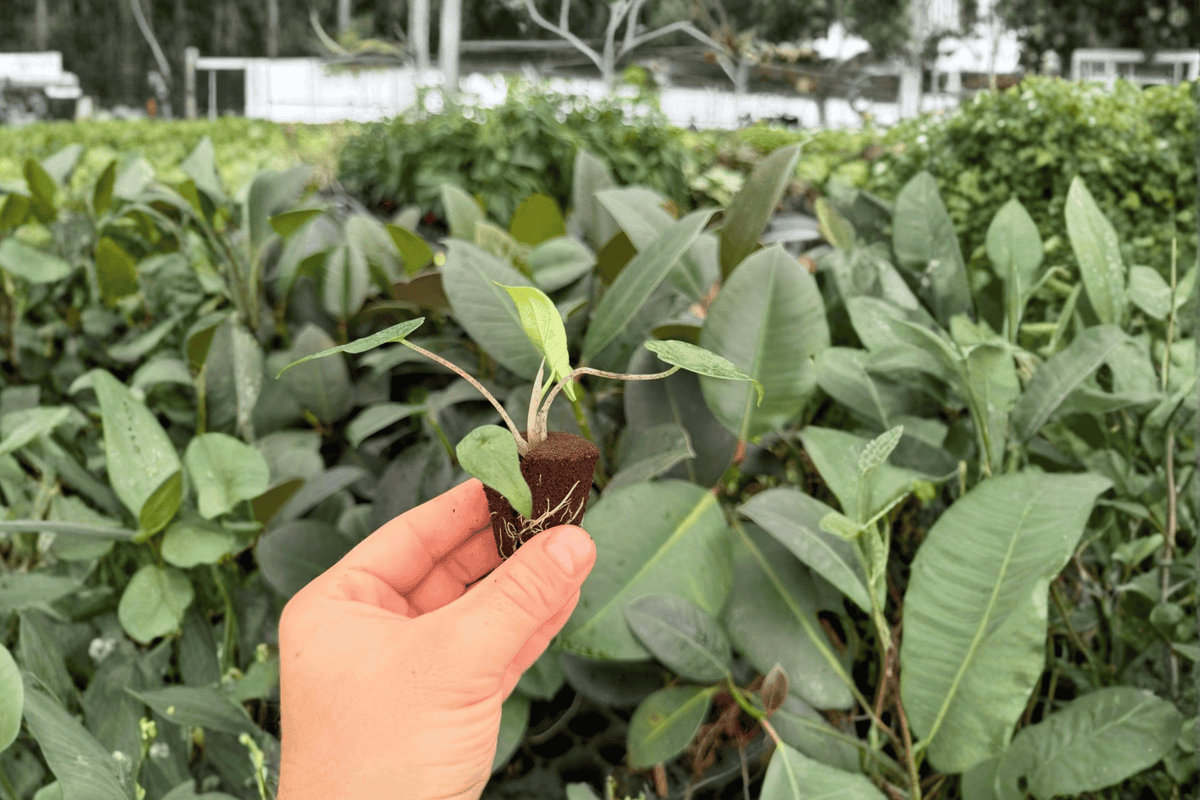 Alocasia Metallic Blue 2 Live Starter Plants - Alocasia 'Metallic Blue' (Soil Pod)